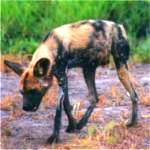 Wild dog ii